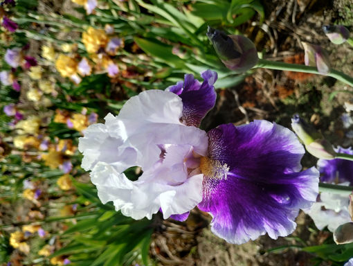 Afbeeldingen van Sparkling Alan