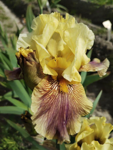 Afbeeldingen van Sparkling Tim