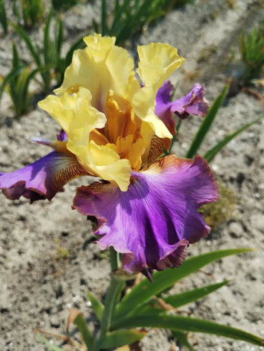 Afbeeldingen van Lovely Nora