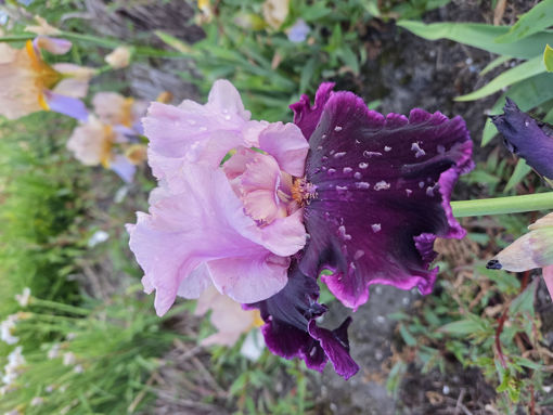 Afbeeldingen van Dawn To Dusk