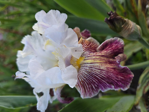 Afbeeldingen van Scatterbrain