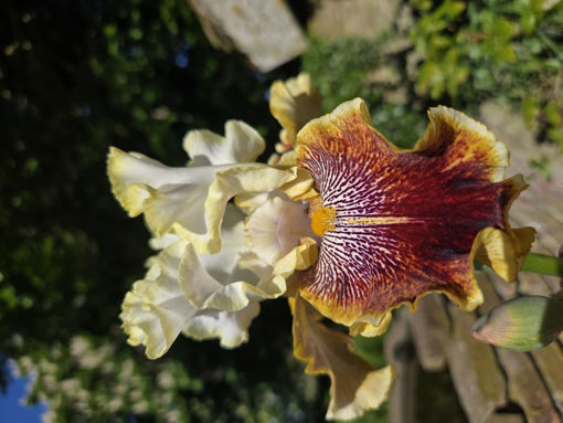 Afbeeldingen van Carousel of Dreams