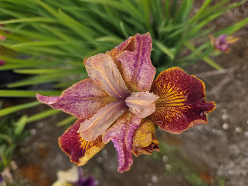 Afbeeldingen van Paprikash