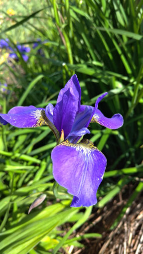 Afbeeldingen van 2240