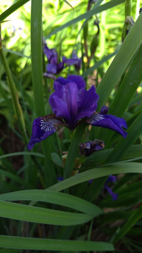 Afbeeldingen van 2246