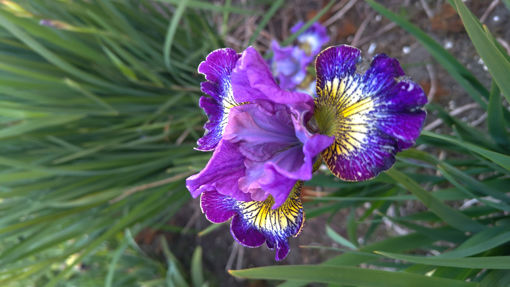 Afbeeldingen van How Audacious