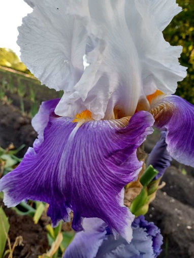 Afbeeldingen van Sparkling Big  Blue