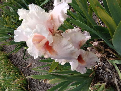 Afbeeldingen van Lovely Rosea