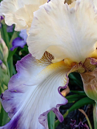 Afbeeldingen van Sparkling James