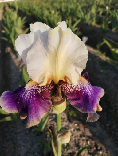 Afbeeldingen van Sparkling Linde