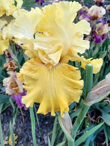 Afbeeldingen van Tuscan Villa