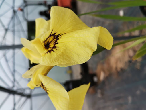 Afbeeldingen van Pseudata Lemony Snicket