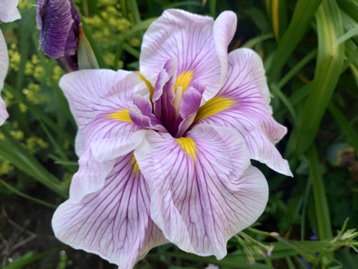 Afbeeldingen van Greywoods Catrina