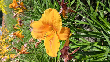Toon details van Mauna Loa Afbeeldingen van Mauna Loa