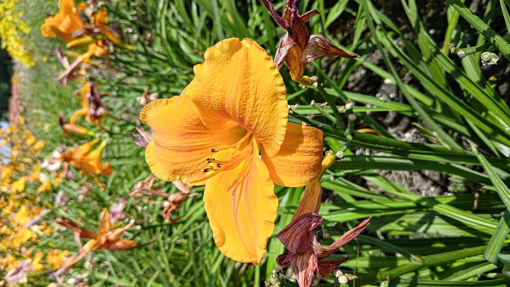 Afbeeldingen van Mauna Loa