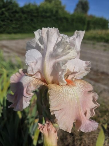 Afbeeldingen van Frappe