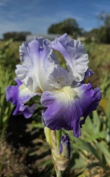 Toon details van Clarence Afbeeldingen van Clarence