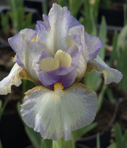 Afbeeldingen van Double Life