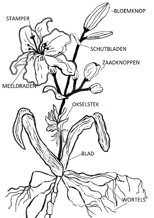 grond Staan voor Incident, evenement Informatie over de Hemerocallis (daglelie) | Kwekerij Joosten | Iris en  Hemerocallis planten