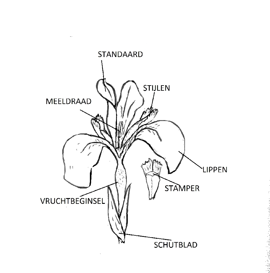 Plant Sibirica | Joosten | Iris en Hemerocallis planten