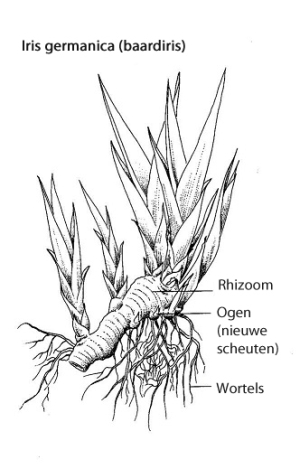 iris germanica baardiris tekening rhizoom